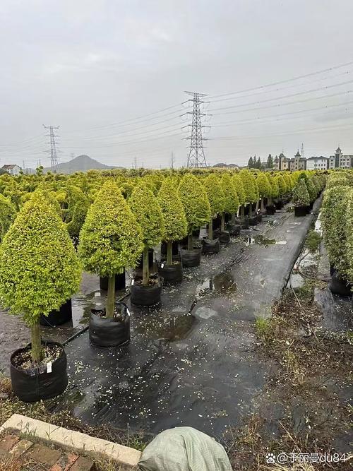 望都地区绿化苗木基地,多年经验,口碑良好 咱们望都这地儿,搞绿化苗木