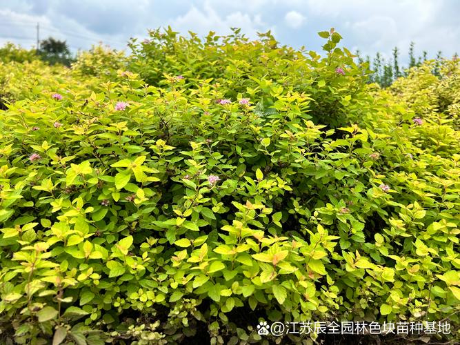 植物# #工程绿化苗木# #金焰绣线菊# 金焰绣线菊叶色有丰富的季相