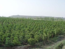 甘肃中川绿化苗木基地